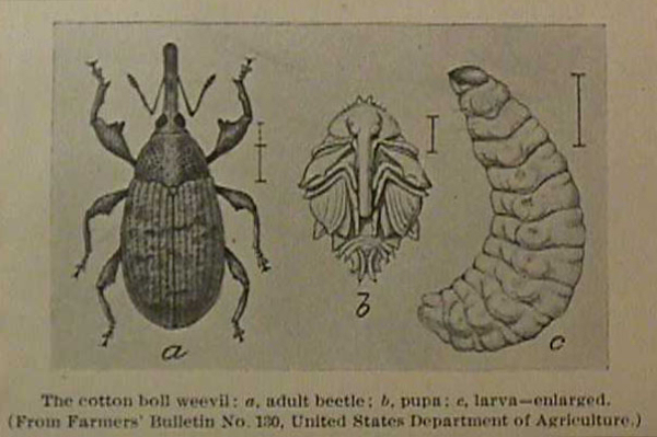 The Cotton Boll Weevil