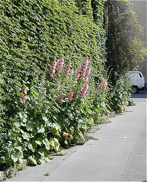 Alcea rosea (Stockrose)
